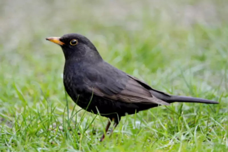 Usutu Virus Linked to Yellow Fever Detected in Scotland for First Time