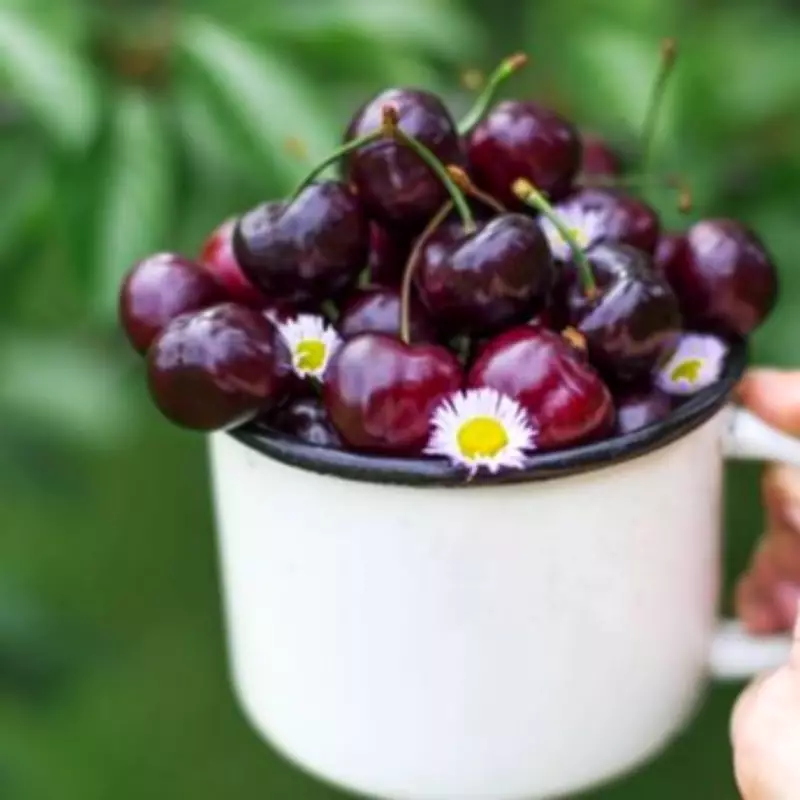 Van Cherry Tree Spring Sale: Perfect for Small Gardens Under £30