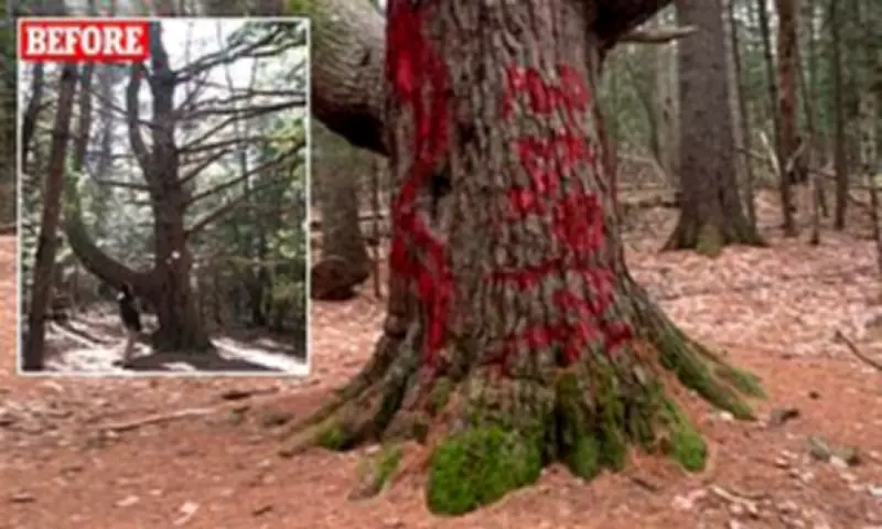 Vandals Deface 350-Year-Old Tree in Maine Park, Sparking Outrage