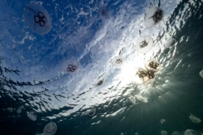 Venomous Jellyfish Swarm Phuket Beach, Tourists Urged to Exercise Caution