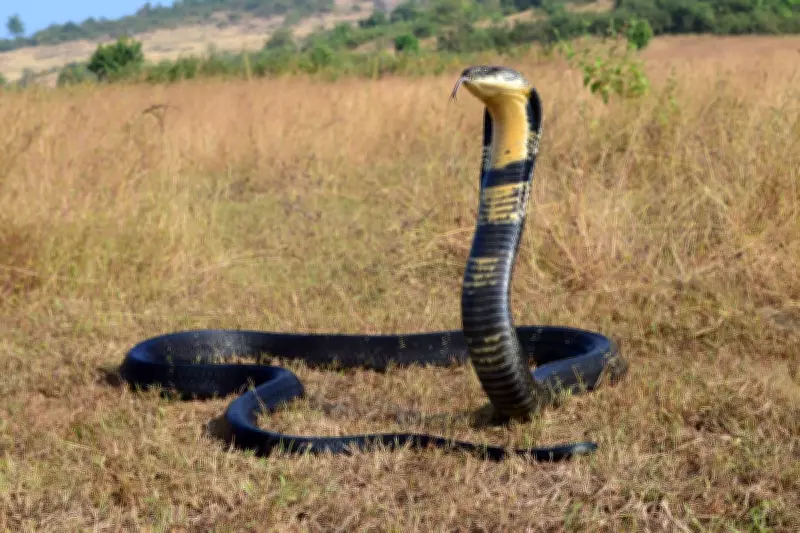 Venomous Snakes to Migrate Toward Populated Coasts Due to Climate Change