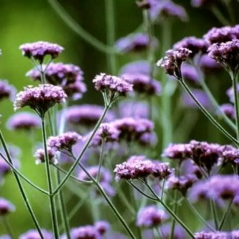 Verbena: The Ultimate Summer Magnet for Bees and Butterflies