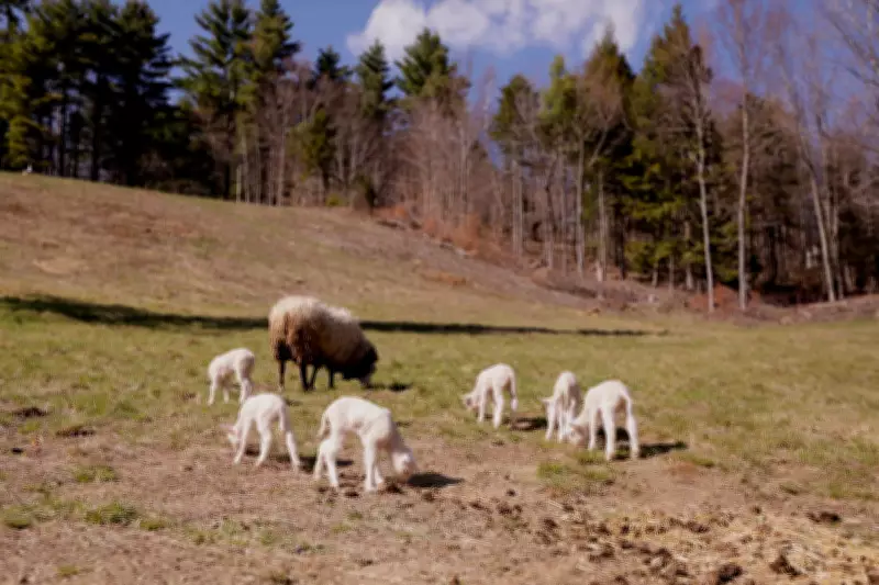 Vermont farmer stunned as ewe gives birth to rare sextuplets