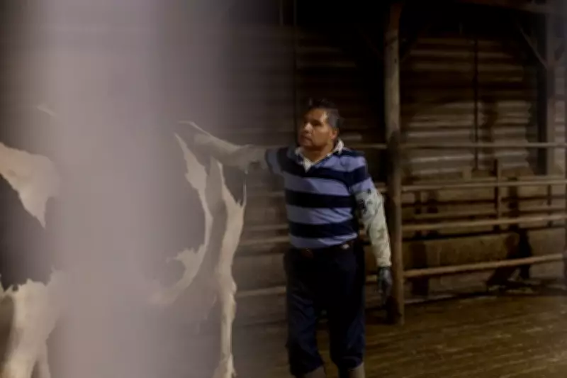 Vermont's Dairy Industry Relies on Undocumented Workers Denied Basic Rights