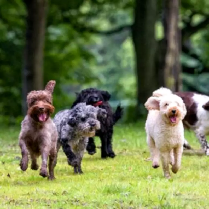 Vet Calls for Ban on Popular French Bulldog Breed Over Severe Health Issues