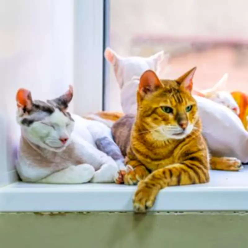 Vet Explains Three Key Reasons Why Cats Knead or 'Make Biscuits'