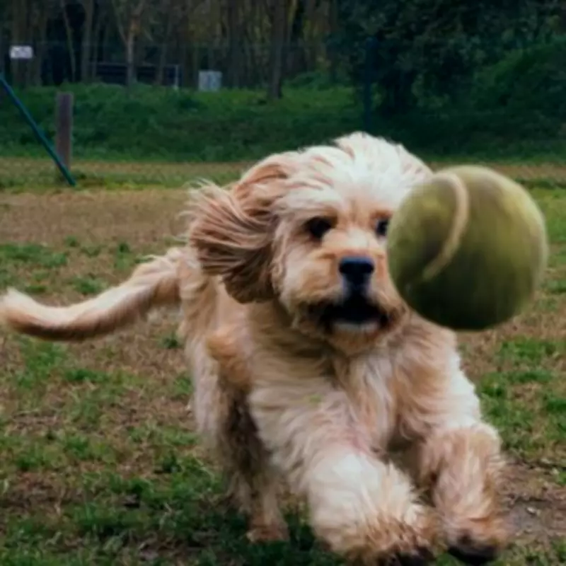 Vet Names 5 Dog Toys to Avoid Including Tennis Balls