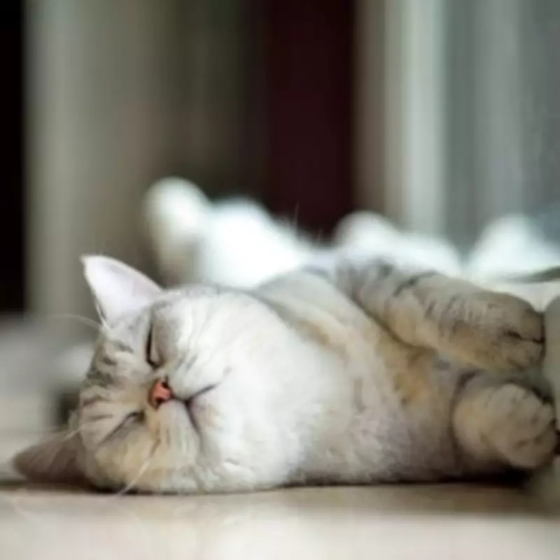 Vet Reveals Hidden Stress Signal in Cats When Guests Arrive