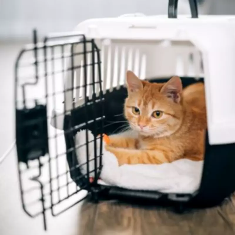 Vet Reveals Pets Can Fake Illness for Attention and Key Signs