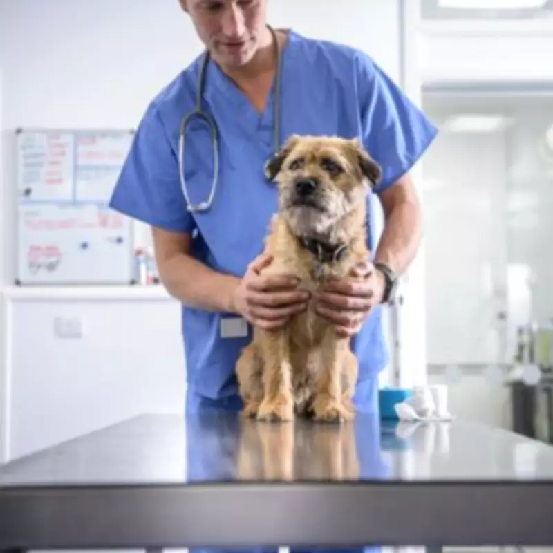 Vet Shares 4 Essential Tips to Keep Pets Healthy and Reduce Vet Bills