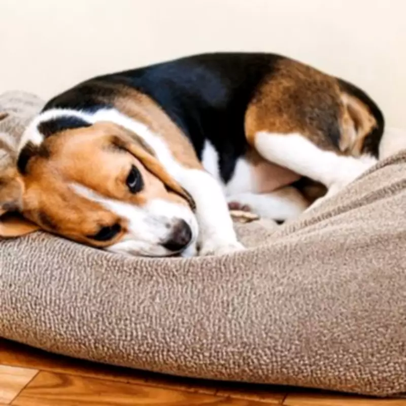 Veterinarian Issues Easter Warning: 6 Critical Symptoms of Chocolate Poisoning in Dogs