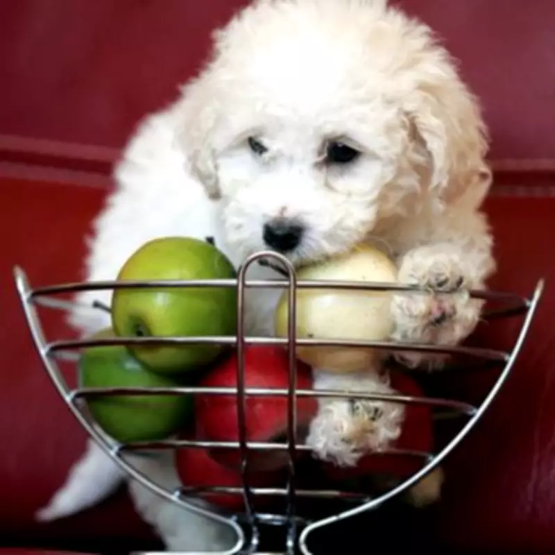 Vet's Guide: 5 Safe Fruits for Dogs as Healthy Snacks