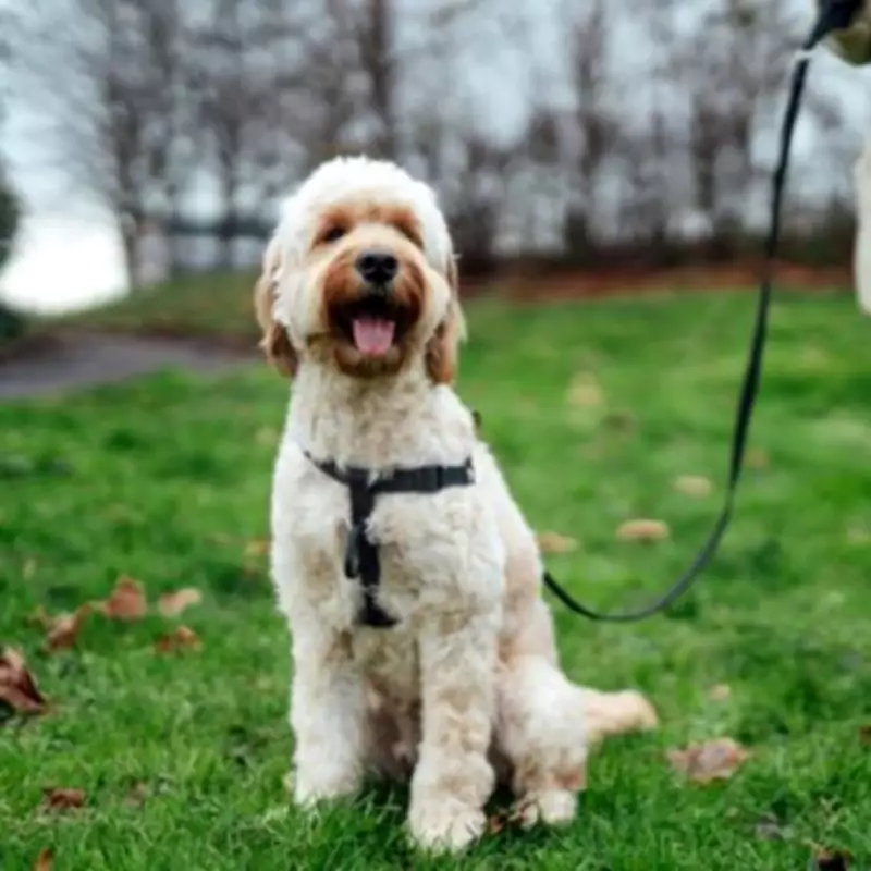 Vets Issue Spring Warning to Dog Owners Over Heightened Escape Risks