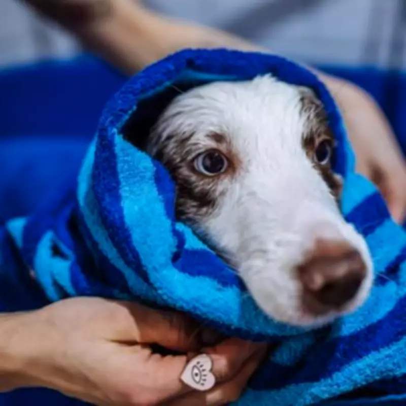 Vets Reveal Optimal Dog Bathing Frequency: Less Than Monthly