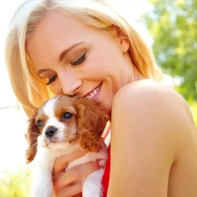 Vet's Top 3 Dog Breeds for First-Time Owners: Greyhounds, Labradors & Border Terriers