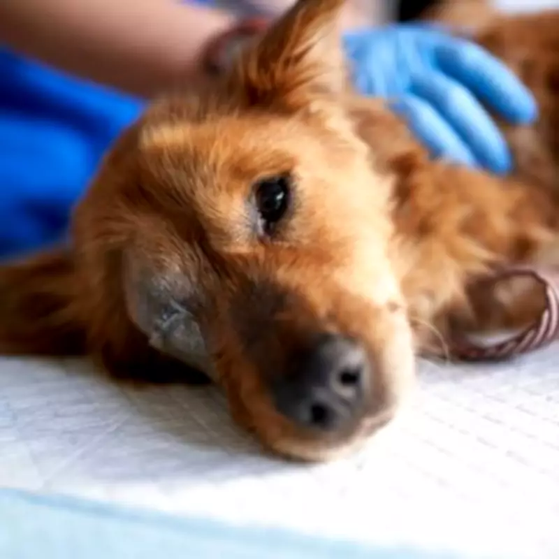 Vet's 'Unpopular Opinion' on Pet Euthanasia Sparks Emotional Debate Among Dog Owners