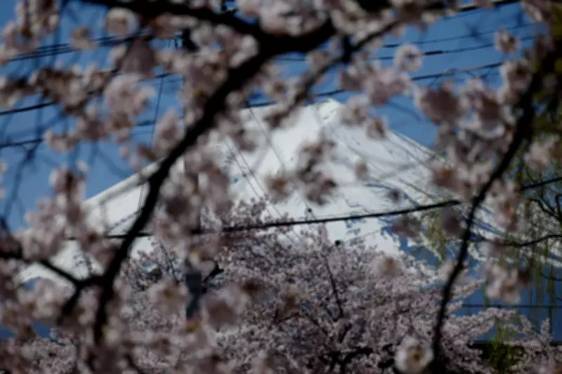 Viral Cherry Blossom Photo Triggers Overtourism Crisis in Japanese Town
