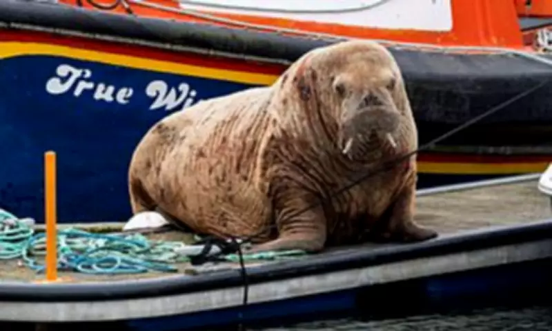 Walrus Named Magnus Visits Scottish Harbour, Prompting Crowds and Conservation Warnings