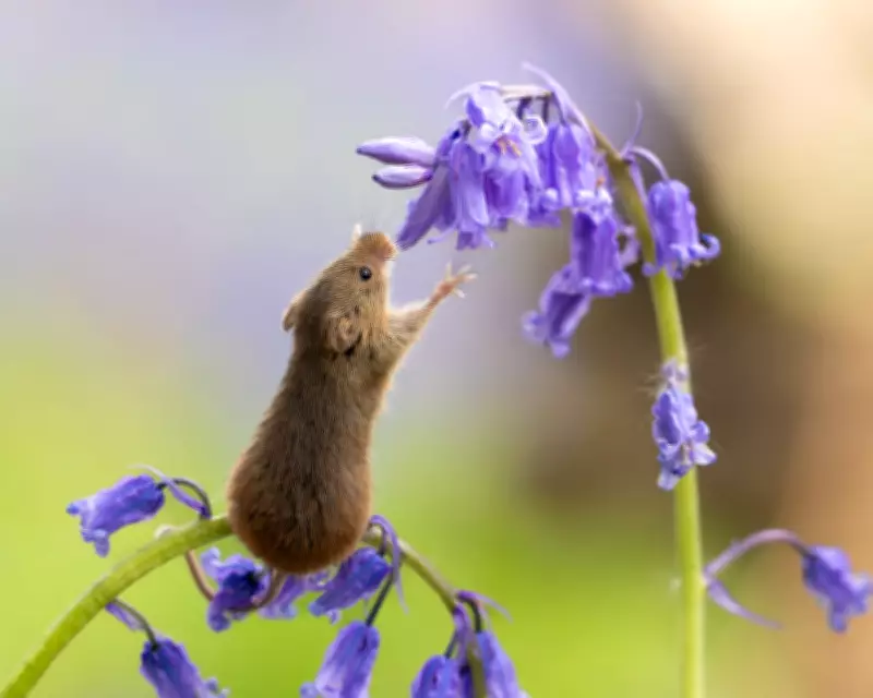 Week in Wildlife: Tiny Harvest Mouse, Bagel Cats, and a Rhino Stroll