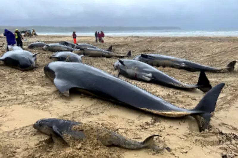 Whale Feeding Ground Changes May Raise Mass Stranding Risk, Study Finds