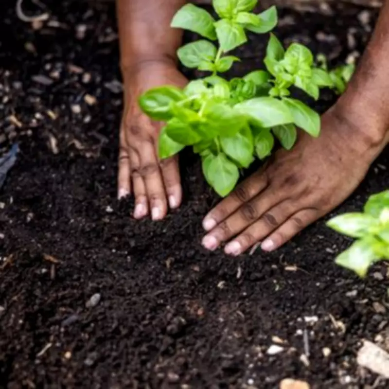 White Vinegar: The 39p Garden Hero That Kills Weeds and Deters Pests
