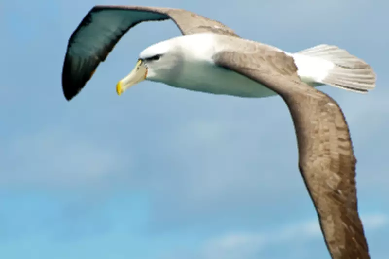 Why Birds Never Evolved to Be as Big as T. Rex, According to a Palaeontologist