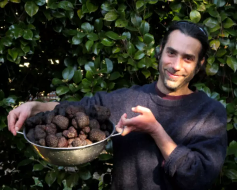 Why Black Truffles Thrive in Australia: Scientists Uncover Key Factors
