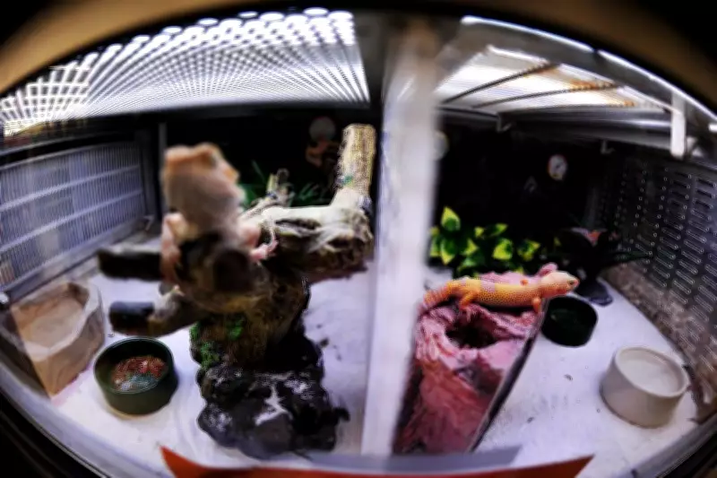 Why Your Pet Reptile 'Glass Surfs' and How to Help