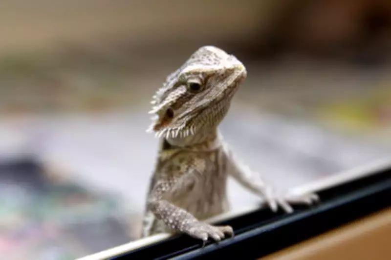 Why Your Pet Reptile 'Glass Surfs' and How to Stop the Behavior