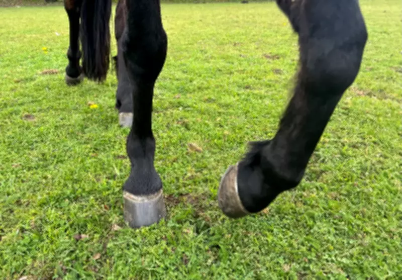 Wild Instincts in Tamed Horses: A Norfolk Country Diary Encounter