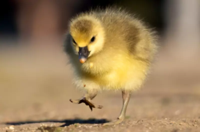 Wildlife Week: Puffin Rescue, Cloud Jaguar Sighting, and Chimpanzee Conflict