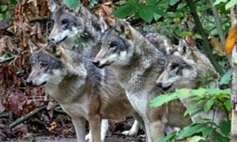 Wildwood Trust Wolf Euthanasia Sparks Fury Among Adopters Demanding Investigation