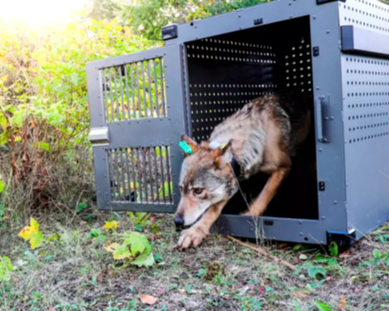 Wolves Thrive on Isle Royale as Moose Numbers Plummet, Survey Shows