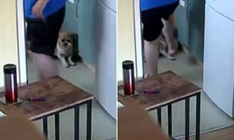 Woman, 65, Banned from Keeping Dogs After Beating Shih Tzu with Slipper