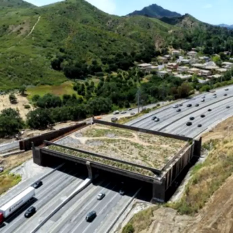 World's Largest Wildlife Bridge Opens After £84.5M Cost and Delays