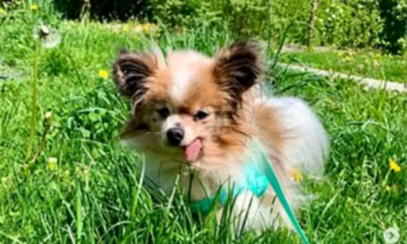 World's Oldest Dog Title May Go to 30-Year-Old French Spaniel Lazare