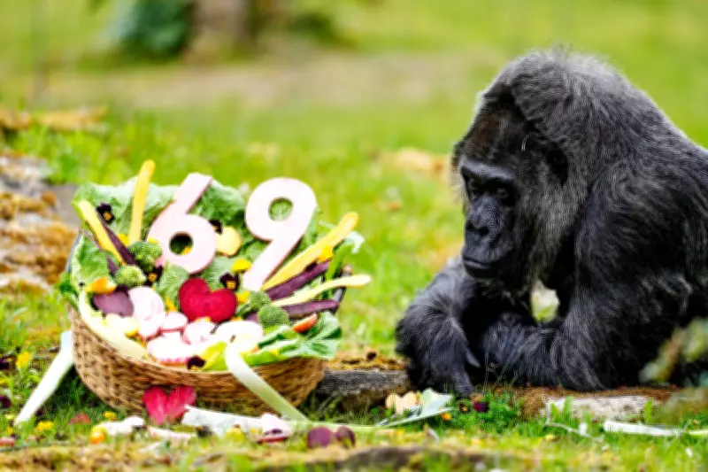 World's Oldest Gorilla Fatou Celebrates 69th Birthday at Berlin Zoo