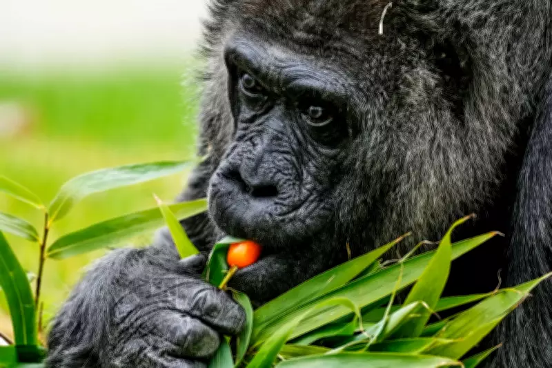 World's Oldest Gorilla Fatou Celebrates 69th Birthday with Healthy Feast at Berlin Zoo