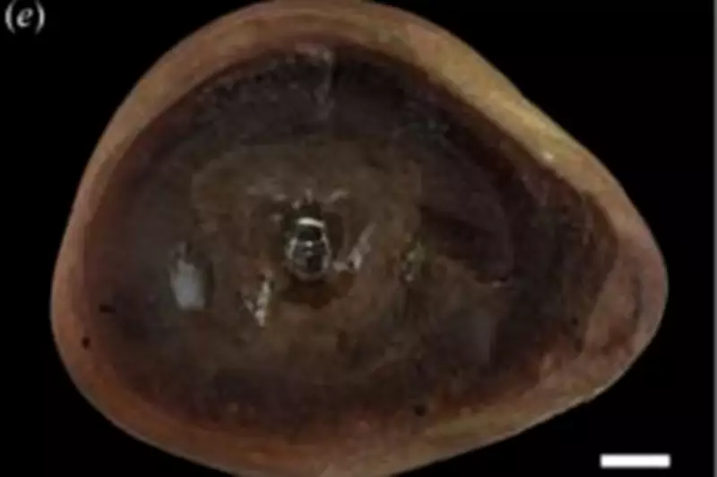 World's 'Oldest Octopus' Fossil Reidentified as Ancient Nautilus Relative