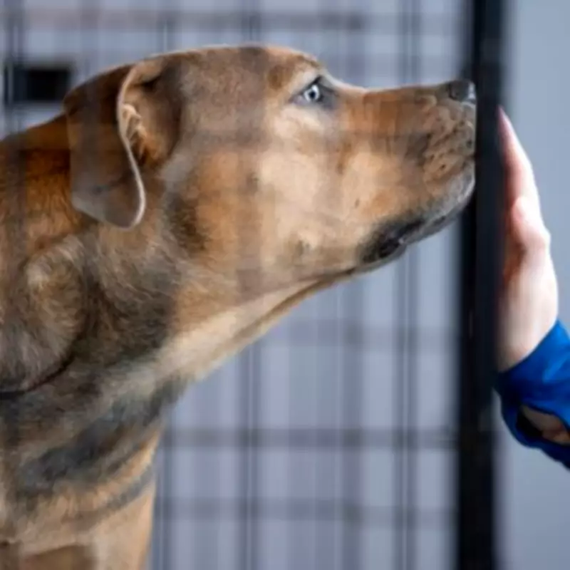 ‘World’s unluckiest’ dog T-Rex repeatedly returned to shelter