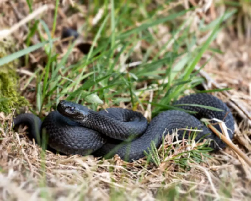 Young Country Diary: A Close Call with a Black Adder on Dartmoor