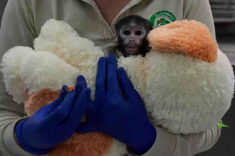 Yuji the Patas Monkey Finds Solace in Stuffed Toy After Maternal Rejection