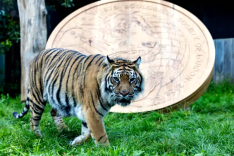 ZSL London Zoo and Royal Mint Launch Exclusive Gold Coin Collection