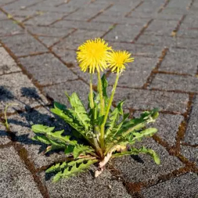 Alan Titchmarsh's Natural Weed Removal Tips for Patios and Paths