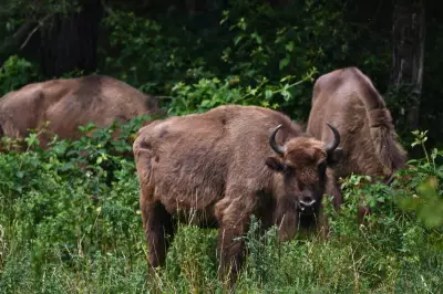 Bison Herd Transforms Kent Woodlands, Boosting Wildlife and Climate Resilience