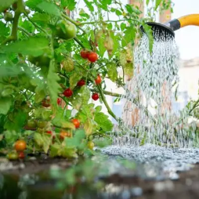 Boost Tomato Growth by Planting This Item in April