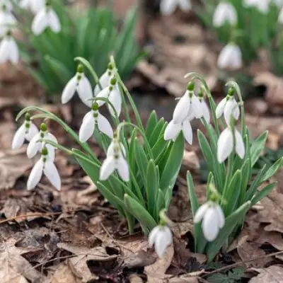 Carol Klein's Expert Trick for Growing Perfect Snowdrops Every Year
