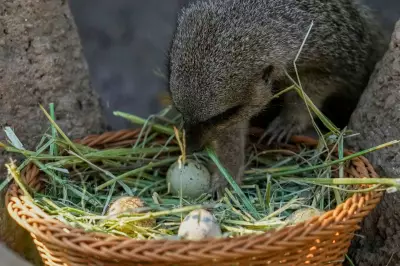 Chilean Zoo Hosts Annual Easter Egg Hunt for Animals, Not Children