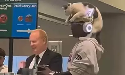 Deaf Traveller's Cat Perched on Head at Airport Sparks Pet Travel Debate