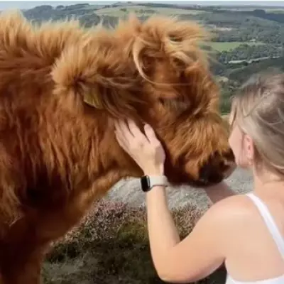 Derbyshire Farmer Considers Breeding 'Uglier Cows' to Deter TikTokers